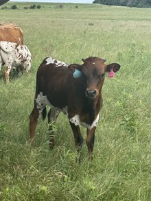 CAST IRON HEIFER
