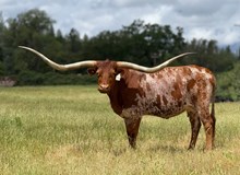 TEXA-PPEAL