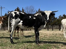 OHL Royal Dalmatian