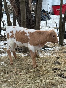WS Geronimo x Vindicated Bunny