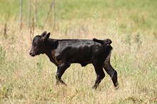 A&S The Fox X A&S Speckled Cowboy