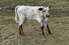 486 HCC Unnamed Steer (Omaha x Arista)