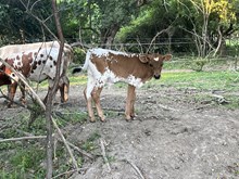 Iron gauge x bolero bull