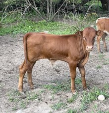 WS Geronimo x DDR Dora's Secret Bull