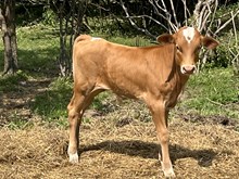 Stealing Hearts x Droppin Bull