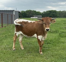 Jammin Rex x Fancy heifer calf