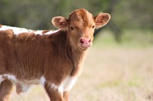 2023 Gypsy Rose Bull