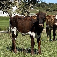 ROMANS 7 HEIFER