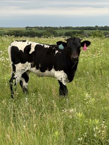 CRYSTAL HEIFER