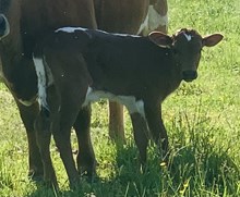 Beulah x DBU