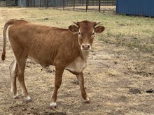 Mr Right/BL Tink heifer