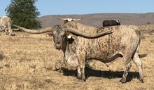 A&S Speckled Cowboy