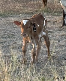 #194 COOL HAND LUKE x X13 NOVA