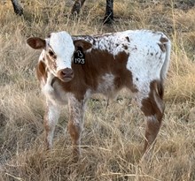 #193 COOL HAND LUKE x X4 SASSY