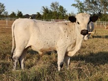RO Desert Plum x Cash on Cash RO bull calf