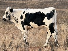 MM x Shadow Play steer