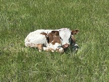 Plead the Fifth x Bella bull calf