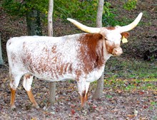 HL Bandera’s Ringer