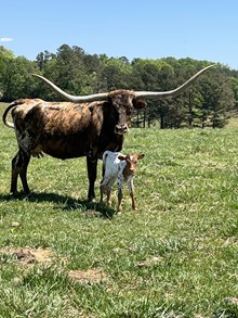 Sassy Cat x EDGE BULL