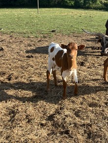 POP-A-Top x Balboa bull