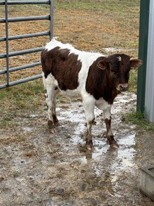 Whiskey bay bull calf