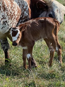 Blackjack x Mirror Sky heifer