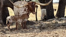 # 184 COOL HAND LUKE x #9 BUX IRON GRIZZLE