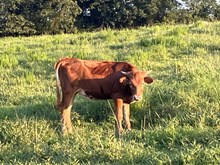 YMI DD’S TINY TARI