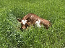 Plead the Fifth x Whip Er bull calf