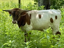 2025 Bull (June Bug)