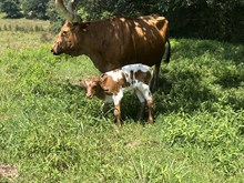 Rising Sun x Edge bull