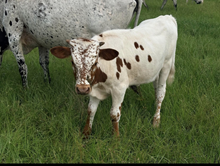Abigail heifer