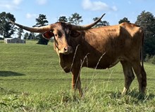 Jam over heifer 2024