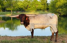BG Pacific Cowgirl