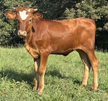 YMI Edge’s SUNKISS