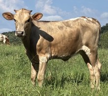 POP x edge heifer