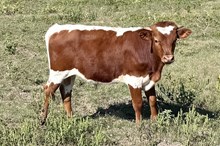 443 HCC Unnamed Steer (Harmony)