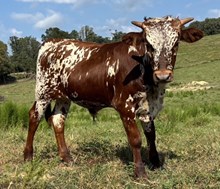 Geronimo x Dora bull