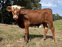 Frankie x Geronimo bull