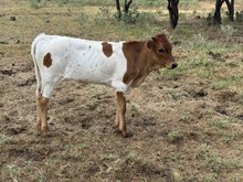 Guardian/Super Divine heifer25