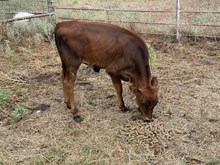 Guardian/Water Lilly heifer25