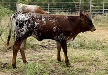 Guardian/Cleopatra heifer25