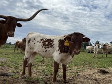 HS Beccas BULL