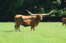 HBR Clarabelle