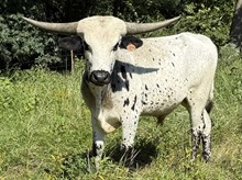 HC ROOSTER COGBURN