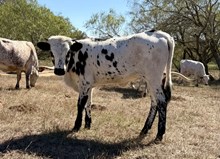 LORETTA'S HEIFER