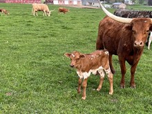 Morning Dew 2022 bull