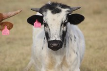 2024 Iron Blossom Bull