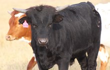 2024 Shoot to Thrill Bull