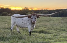 Brazos Angel 989
